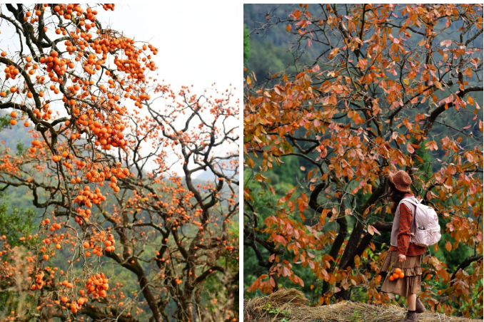 1762412806825111.png image.png