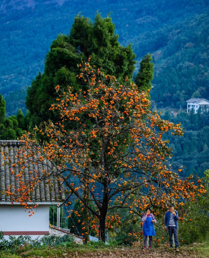 1762412856822943.png image.png