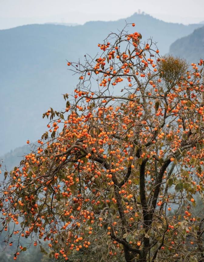 1762413413295228.png image.png