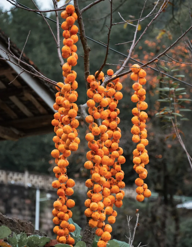 1762413427558188.png image.png