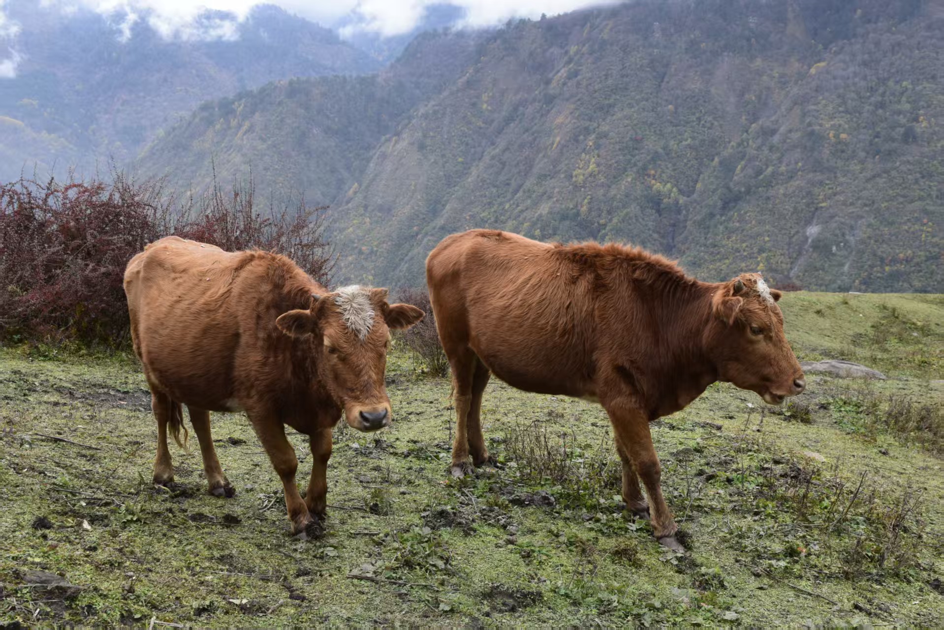 1762998276298471.jpg 5869242fb27fd2063167be92a59f476.jpg