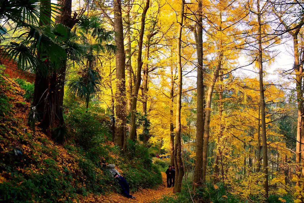 1763037986868461.jpg ce01edb6fa53c36db3963f02ebe33c7d.jpg