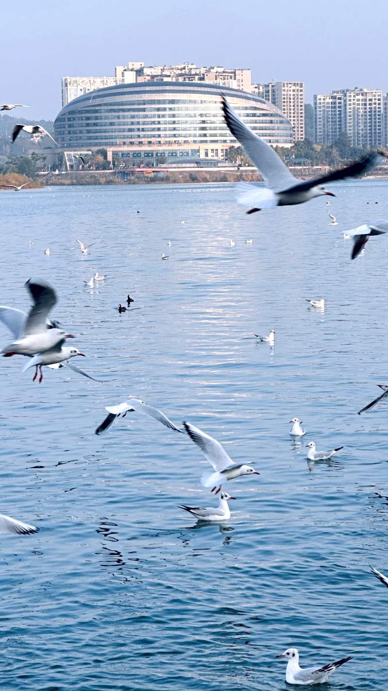 1765181427775574.jpg 1764825519976520.jpg