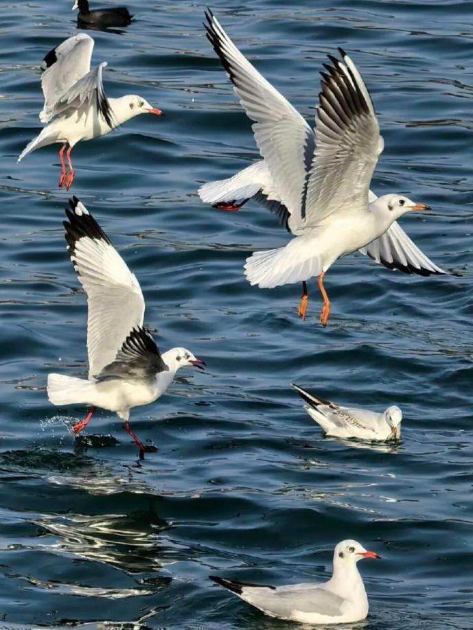 1765181465960173.jpg 1764825541119322.jpg