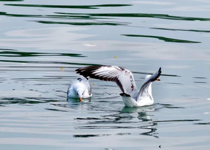 1765181486867069.jpg 1764825566134362.jpg