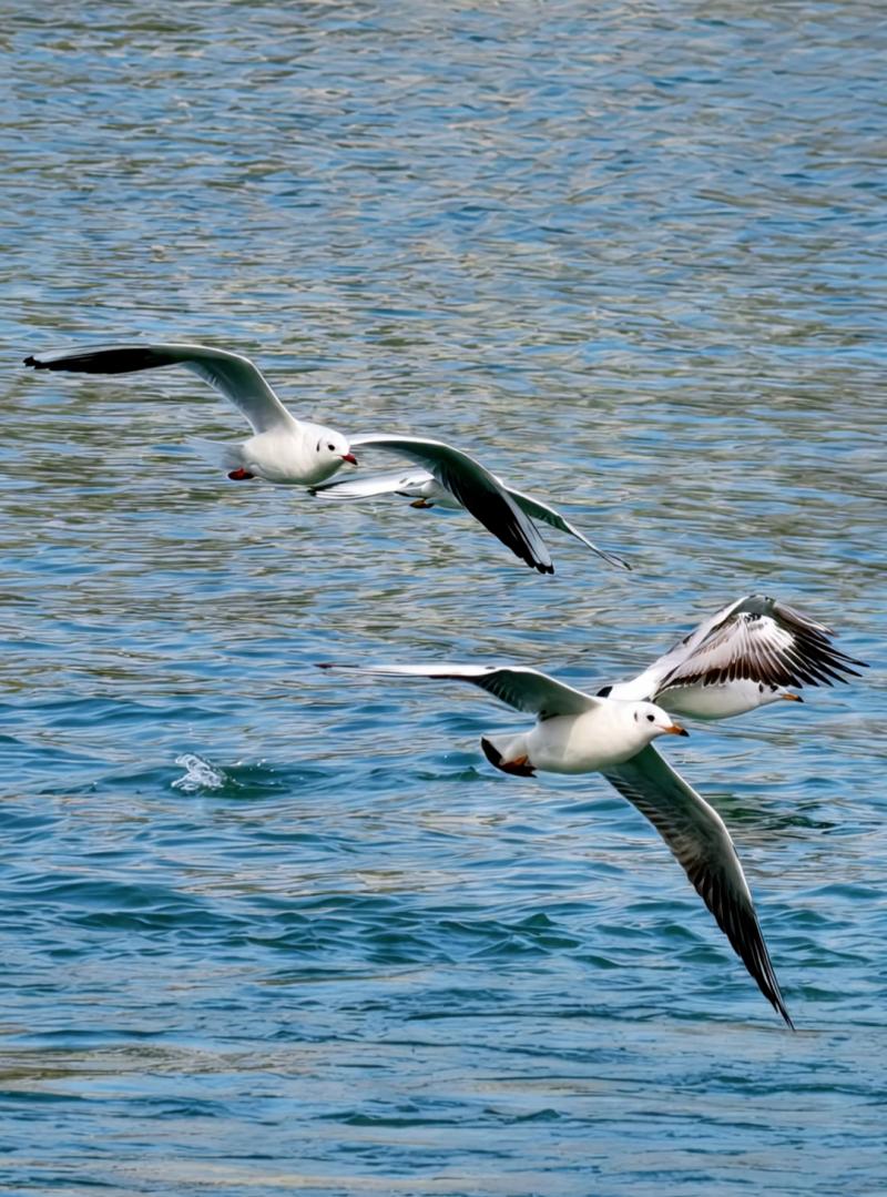 1765181498940668.jpg 1764825650133359.jpg