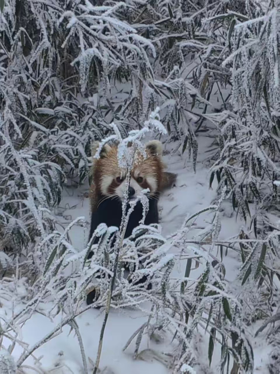 1767492962500920.jpg 7814f81e647eba205eed8482c2b944c.jpg