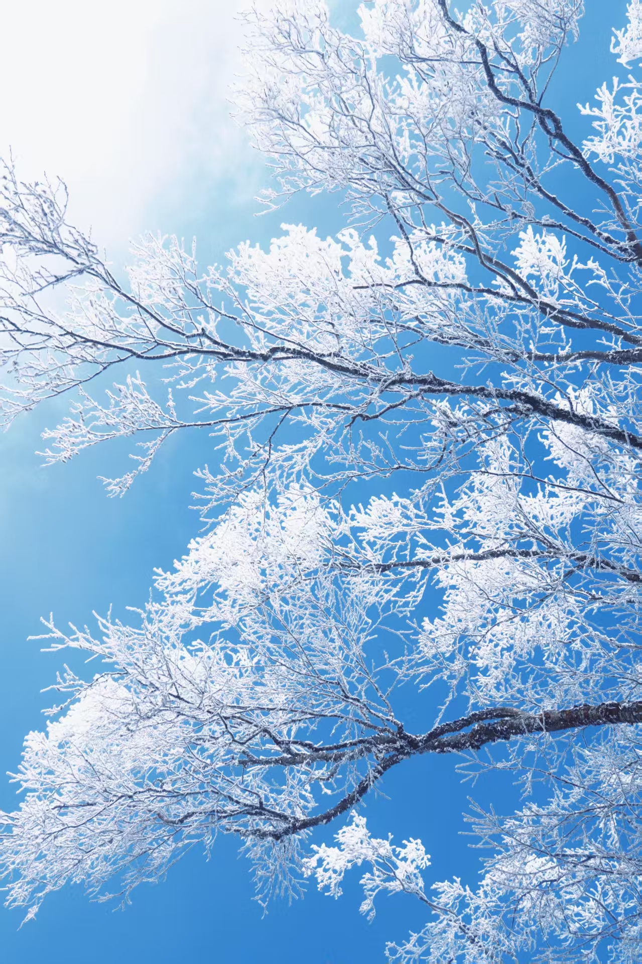 1767492989679310.jpg 1765769333324616.jpg