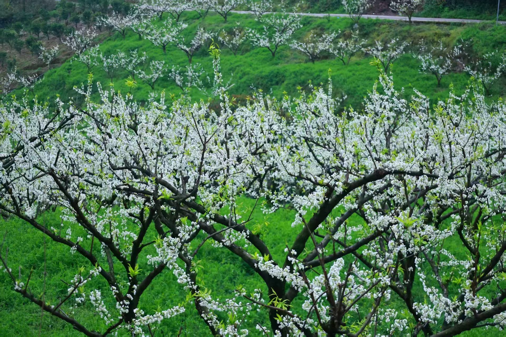 1773019774321231.jpg 微信图片_20260309092747.jpg