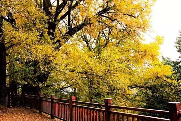 【赢奖牌|蒙顶山之秋】茶马古道寻梦客，谈笑风生山林间