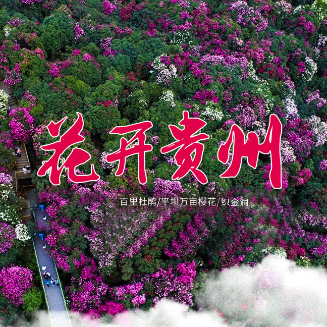 【百里杜鹃】毕节百里杜鹃|织金洞，旅拍摄影，留下花海中的记忆