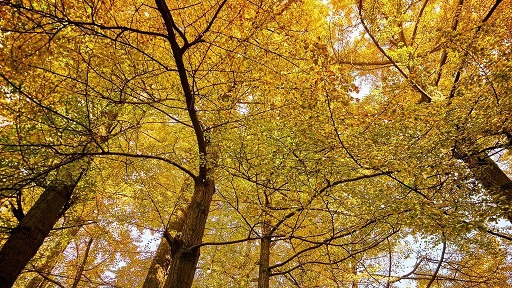 【银杏|葛仙山】银杏金黄正当时，“黄金”散落知秋来，满园金色摘蜜桔