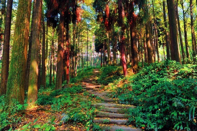【打卡奖牌|灵岩寺银杏】徒步都江堰千年古刹灵岩寺,赏金色银杏之秋,拿银杏限定打卡奖牌