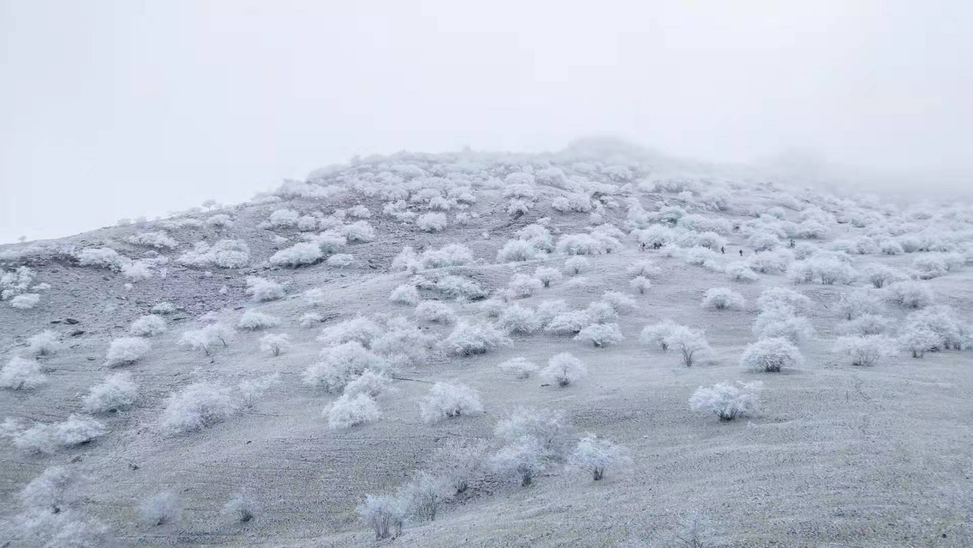 【偶遇初雪|云中岭】冬日高山牧场,喧嚣着洁白的美丽