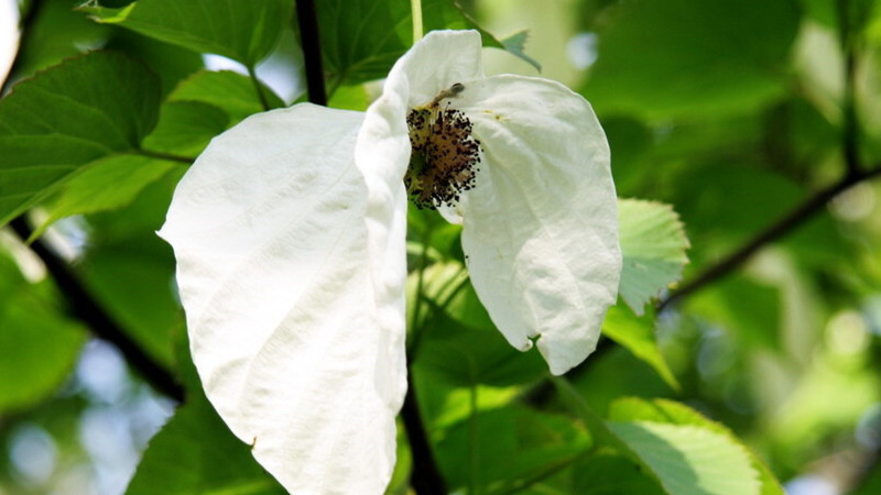 【鸽子花|金山沟】植物界活化石,一树奇花鸽子翩飞,秘境步道森呼吸