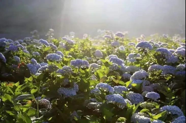 【绣球花海|鹿野花塔】走近绝美山谷花海，打卡鱼凫湿地公园