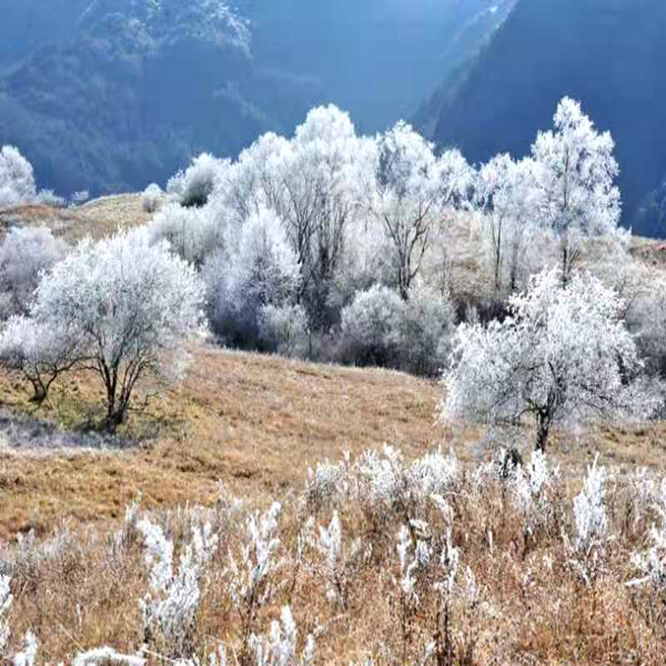 【雾凇|熊猫坪】走进高山草甸, 看最美雾凇