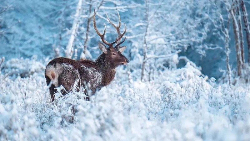 【冰雪喇叭河】北纬30°童话秘境,颜值不输北欧,玩法多到让人惊叹