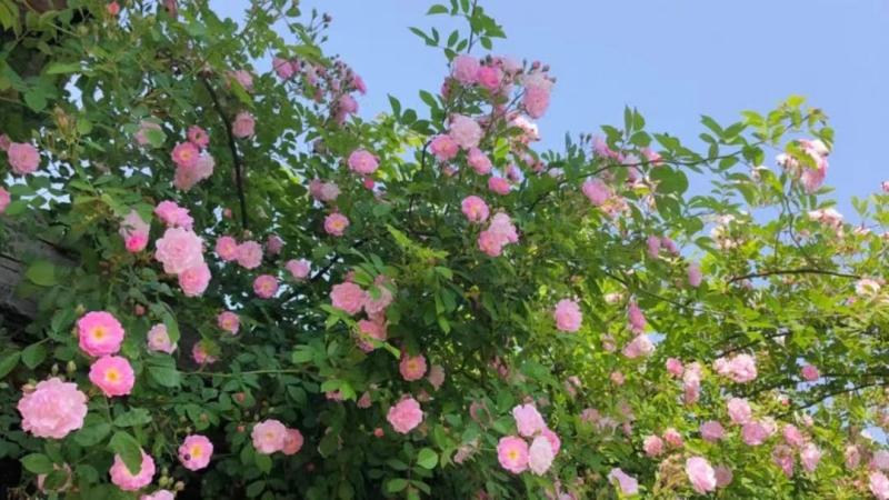 【季节限定|宝山蔷薇花】宝山蔷薇花节、蔷薇花开一路香！粉色花海瀑布～