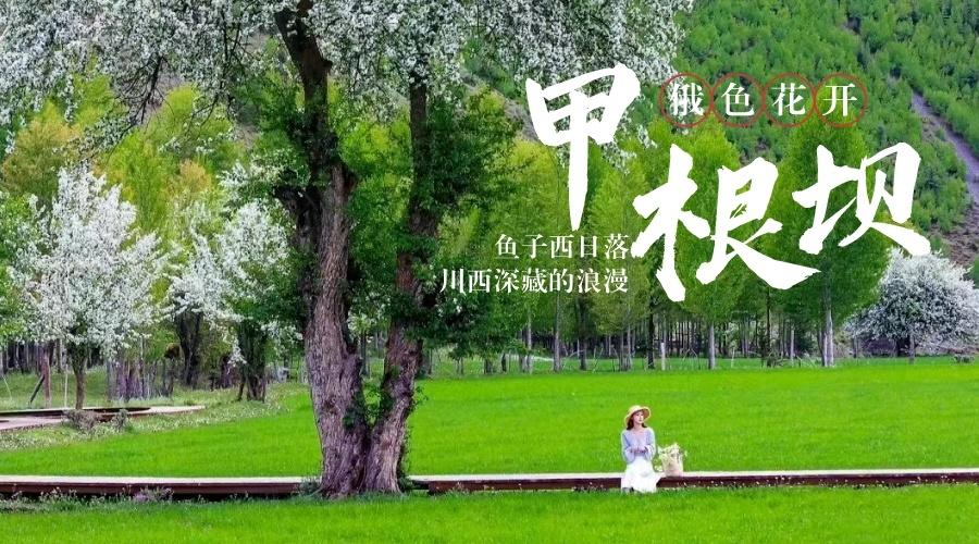 甲根坝俄色花