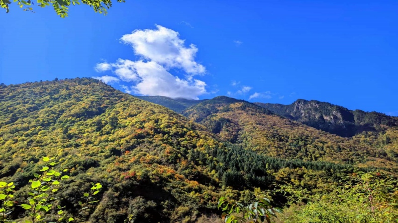 【秋色|高桥沟】远离繁华都市，亲近原始森林，赏川西彩林