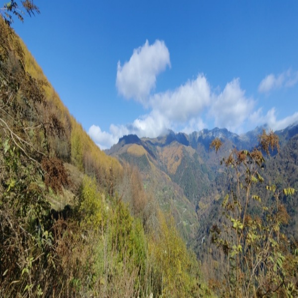 【卧龙|云中岭】漫步深秋高山牧场,邂逅满山牛羊