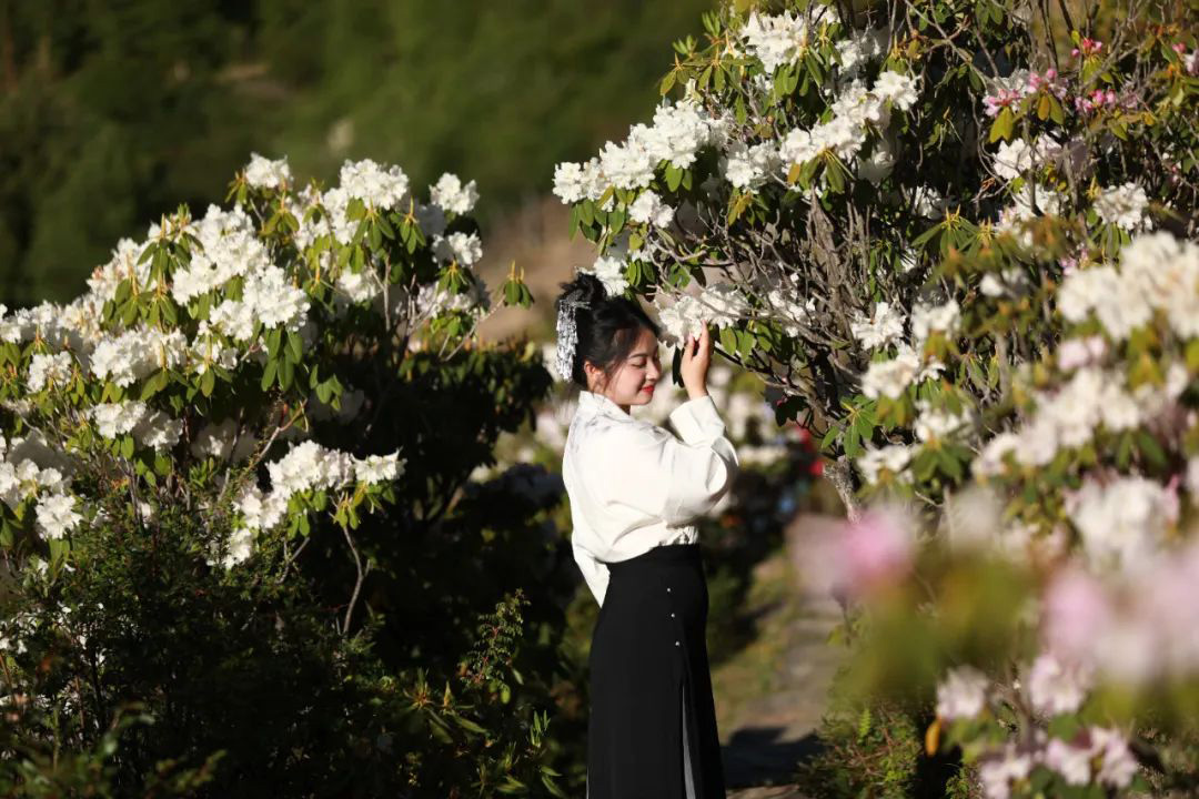 【四姑娘山|董马羊角花】川西童话双桥沟,云端绝美藏寨,绚丽的羊角花盛放如海!