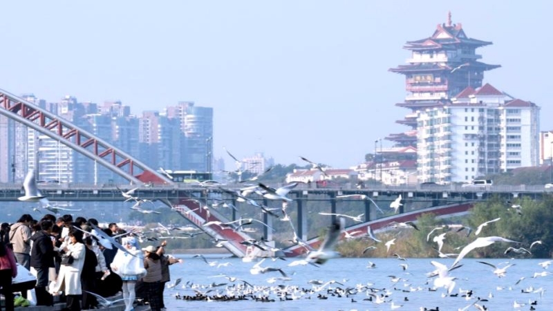 【红嘴鸥|三江半岛】当西伯利亚的寒风掠过山川,三江半岛的红嘴鸥已准时赴约