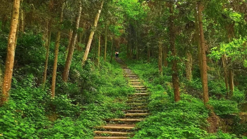 【山野轻徒|鸦雀口】彭州小众丛林徒步路线,体验野趣十足