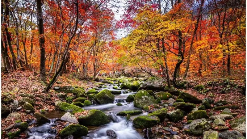 【本溪红枫】漫游枫叶之都！山水红枫+赤红滩涂+草原古枫，辽蒙交界7日全景秋色封神！