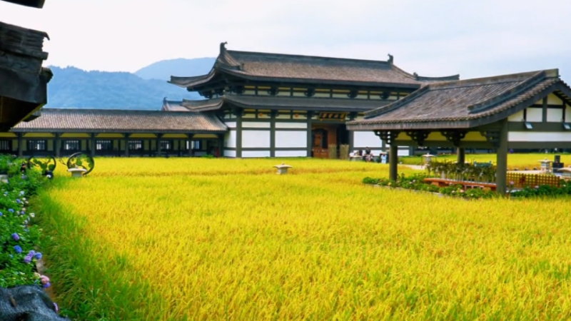 【稻田古刹|光明寺】风吹稻浪，檐角风铃，在光明寺偷得浮生半日闲