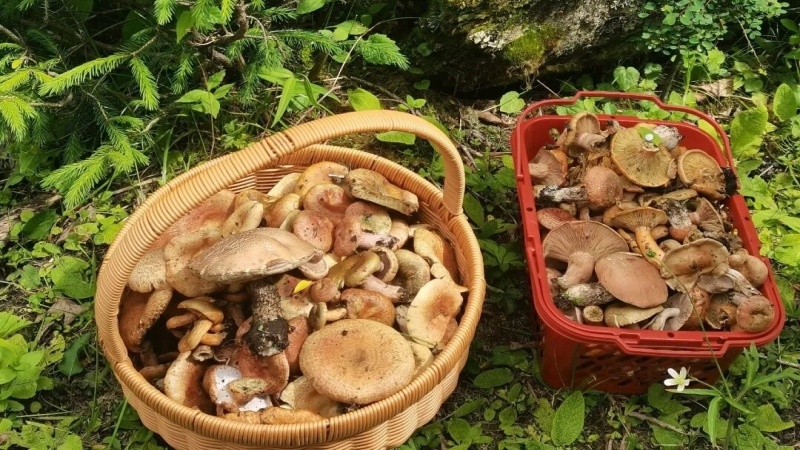 【捡菌子|木厂沟】藏于孟屯河谷的避世清幽之地,探索原始寻菌秘境