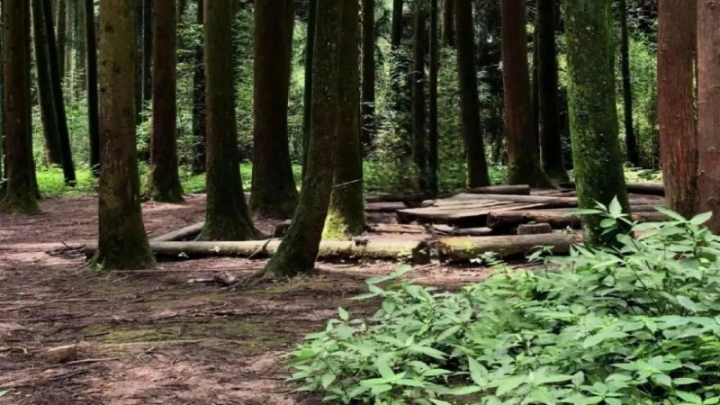 【山野秘境|斗底山】斗底山徒步穿越原始森林闯关，过独木桥