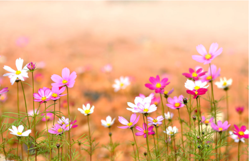 峨眉万亩格桑花绽放,只为你的到来