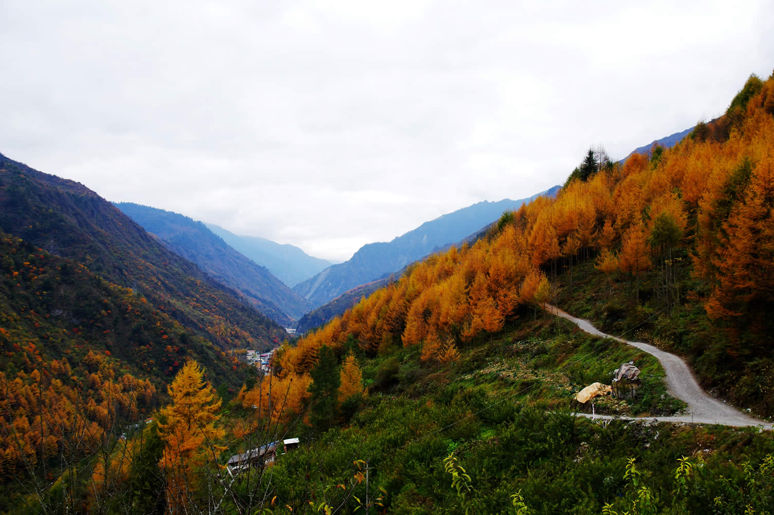 【卧龙金山顶】卧龙进金山顶环线,深山秘境徒步