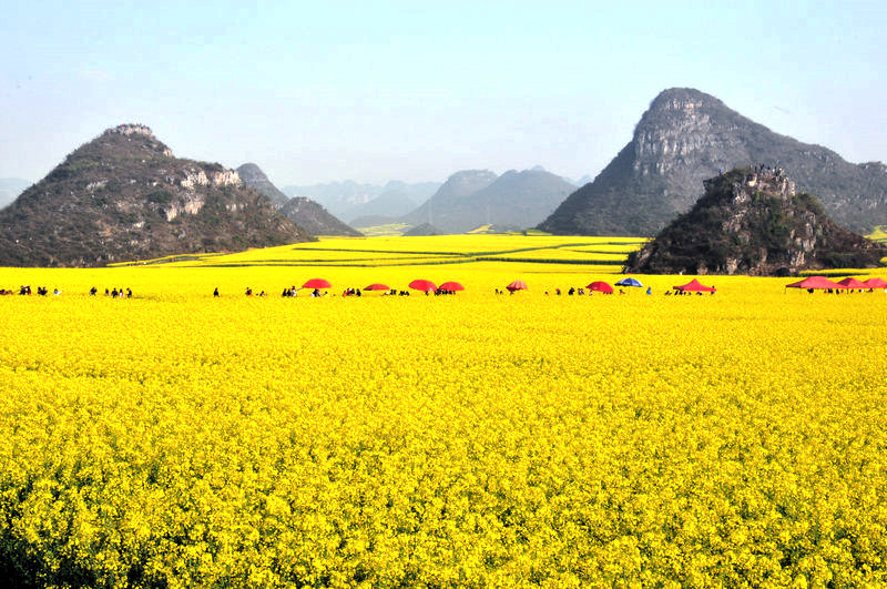 油菜花.jpg
