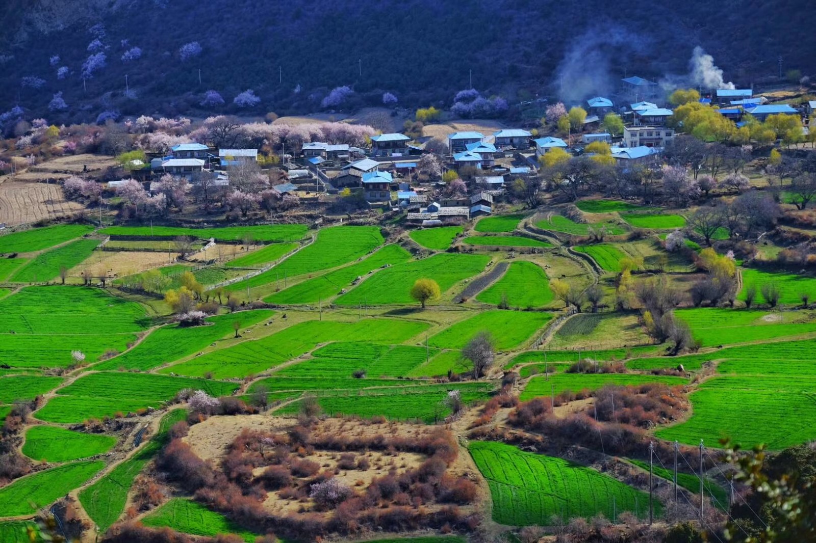 【西藏】林芝桃花,雪域高原,西藏9日全景旅拍摄影团