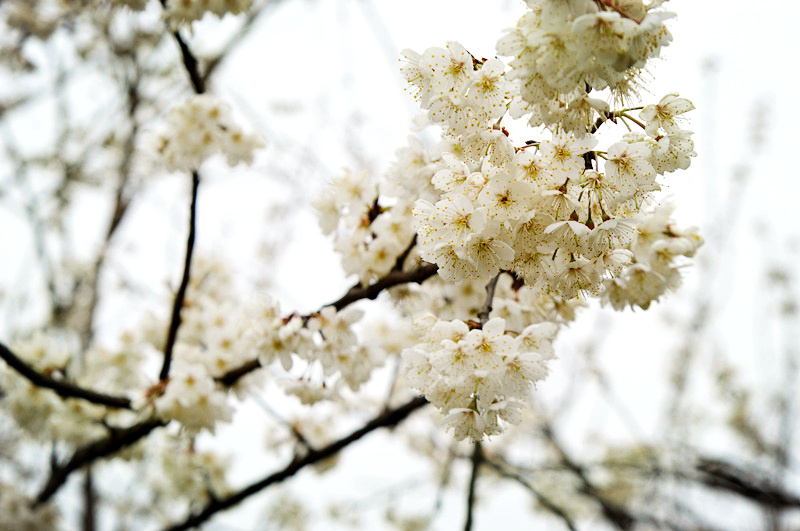 DSC_0061_副本.jpg
