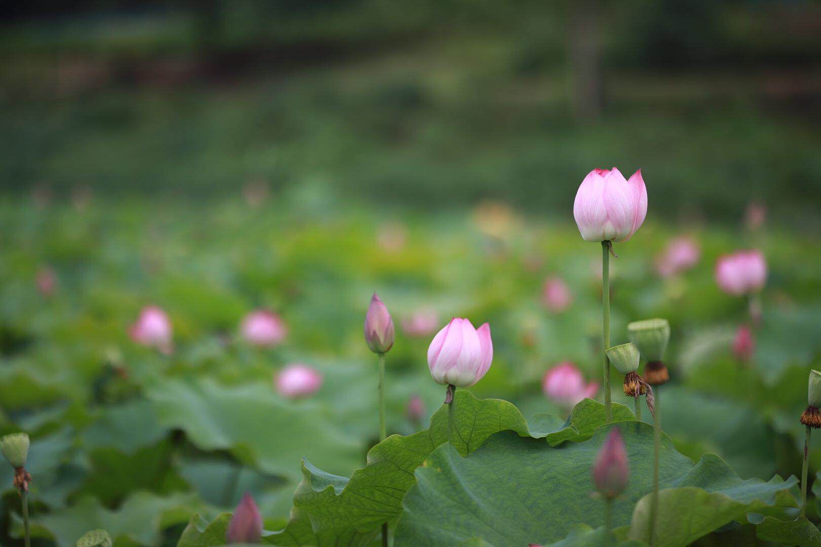 身于荷花丛中近距离赏花,拍美美哒照片  燕山的荷花花期更是超长待机