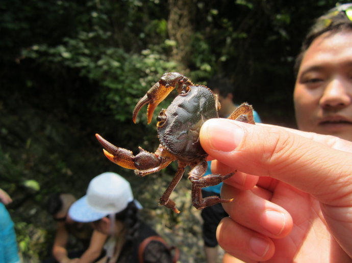 【柒月麓山】徒步天梯,十里竹海,抓螃蟹