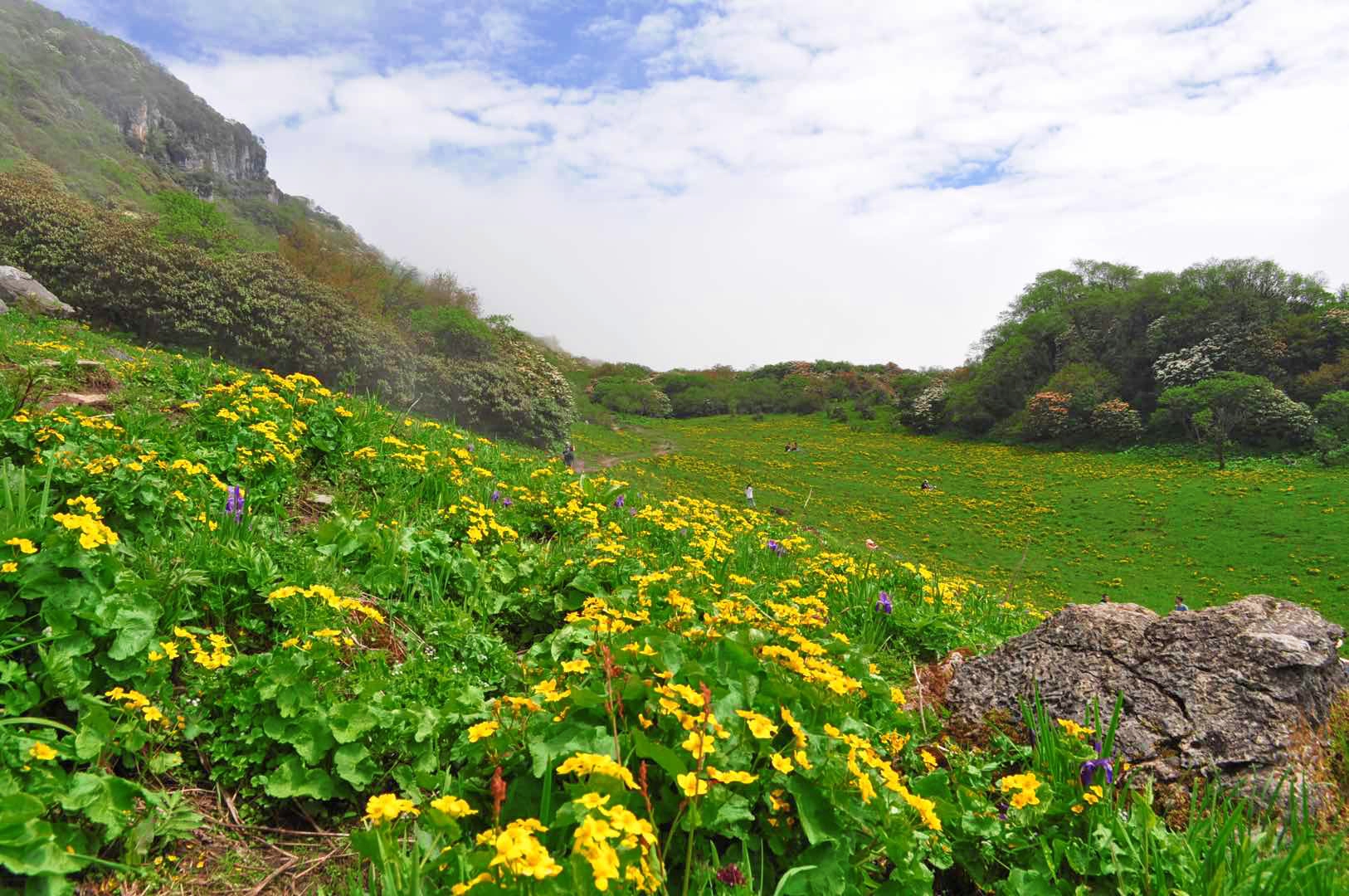 【九顶山花海】漫步羌山花海,九顶山云海露营