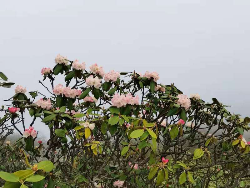 微信图片_20210519185712.jpg