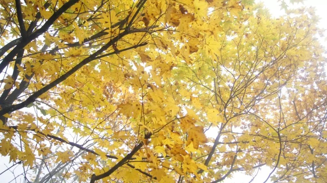 1666237596646633.jpg 微信图片_20221020114854.jpg