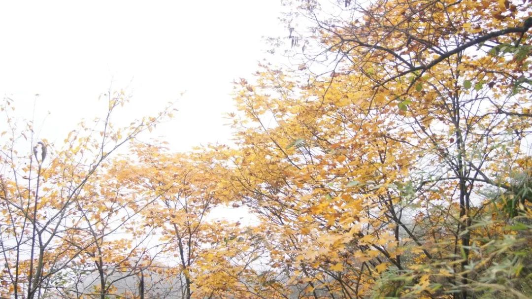 1666237606165036.jpg 微信图片_20221020114858.jpg