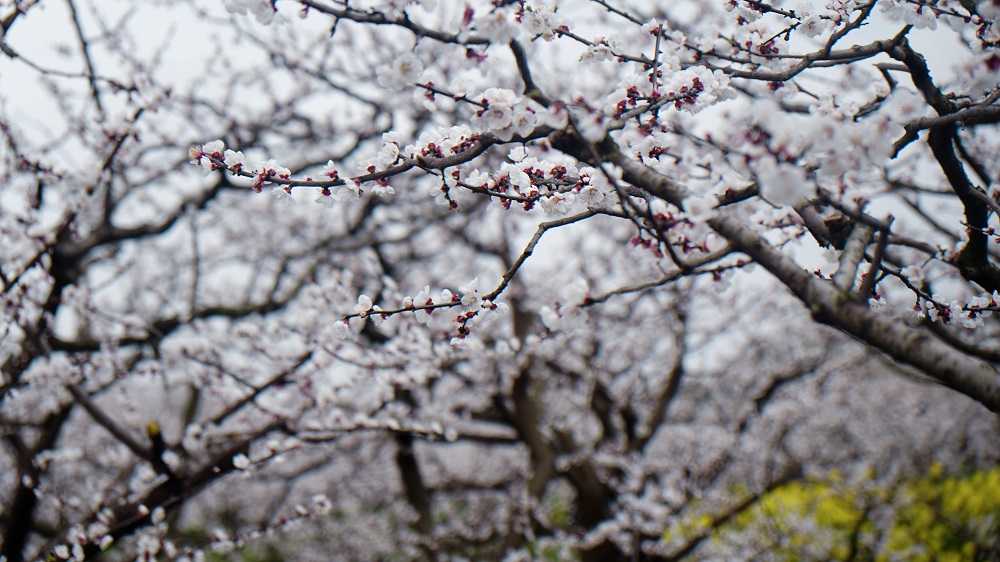 c510fe598bdd8a2c7af000db89f196d.jpg