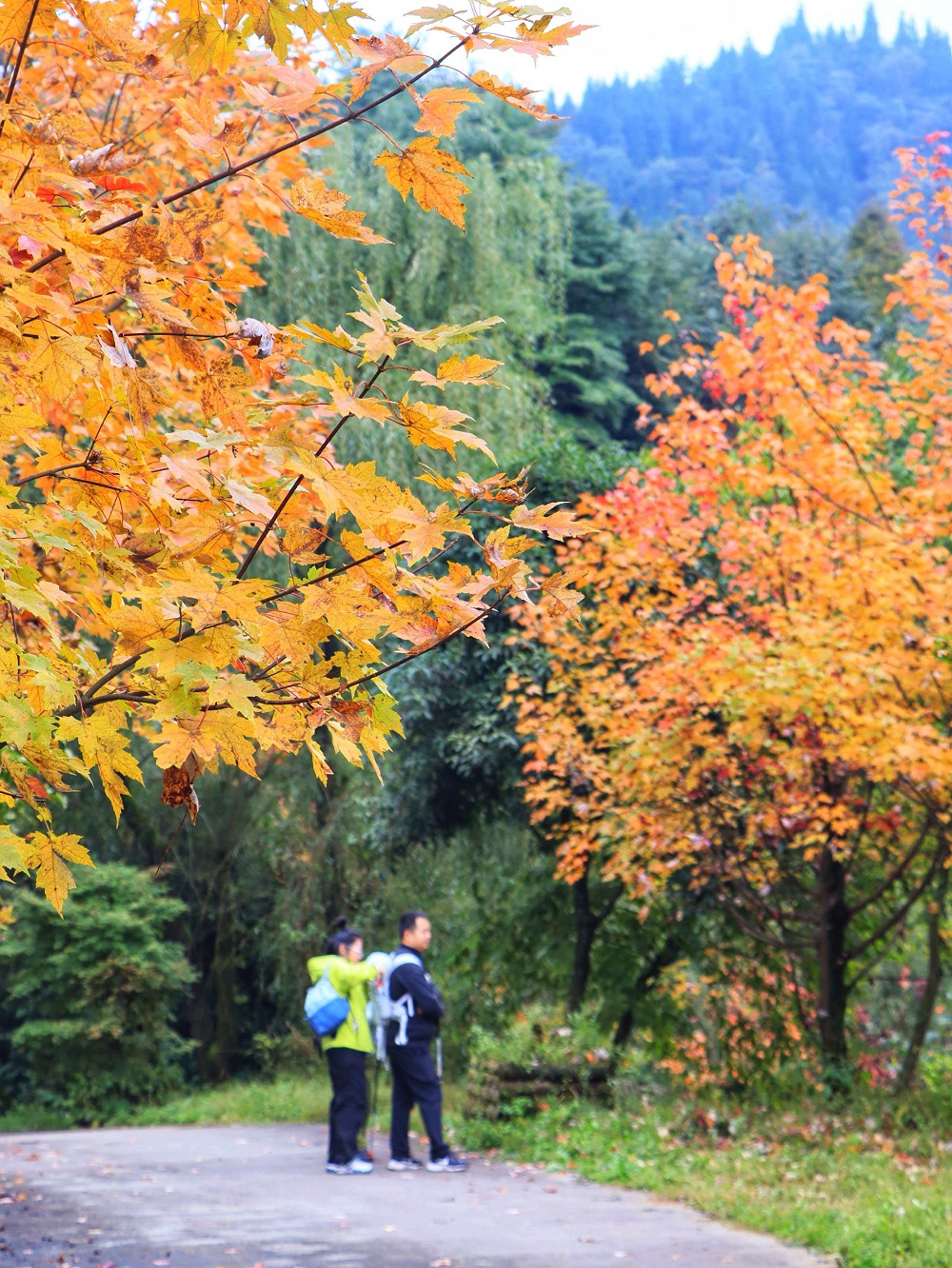 1761383317389174.jpg 828958e73b1d1d72ed2d06fd9ead69b.jpg