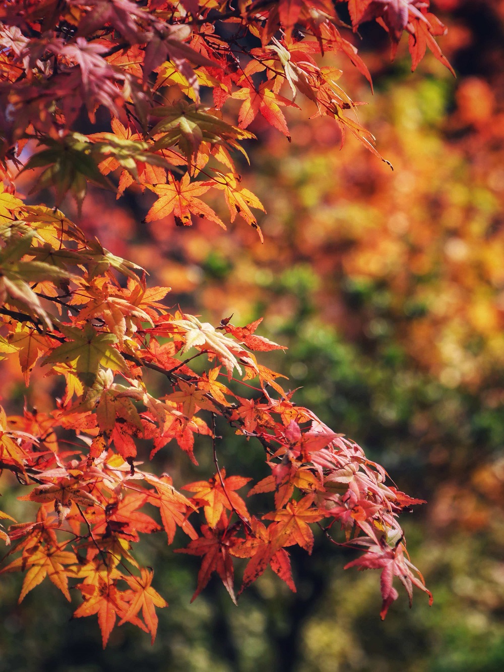 1761383325882702.jpg 07661fd7084dfe1d37ed66f7bda16c6.jpg