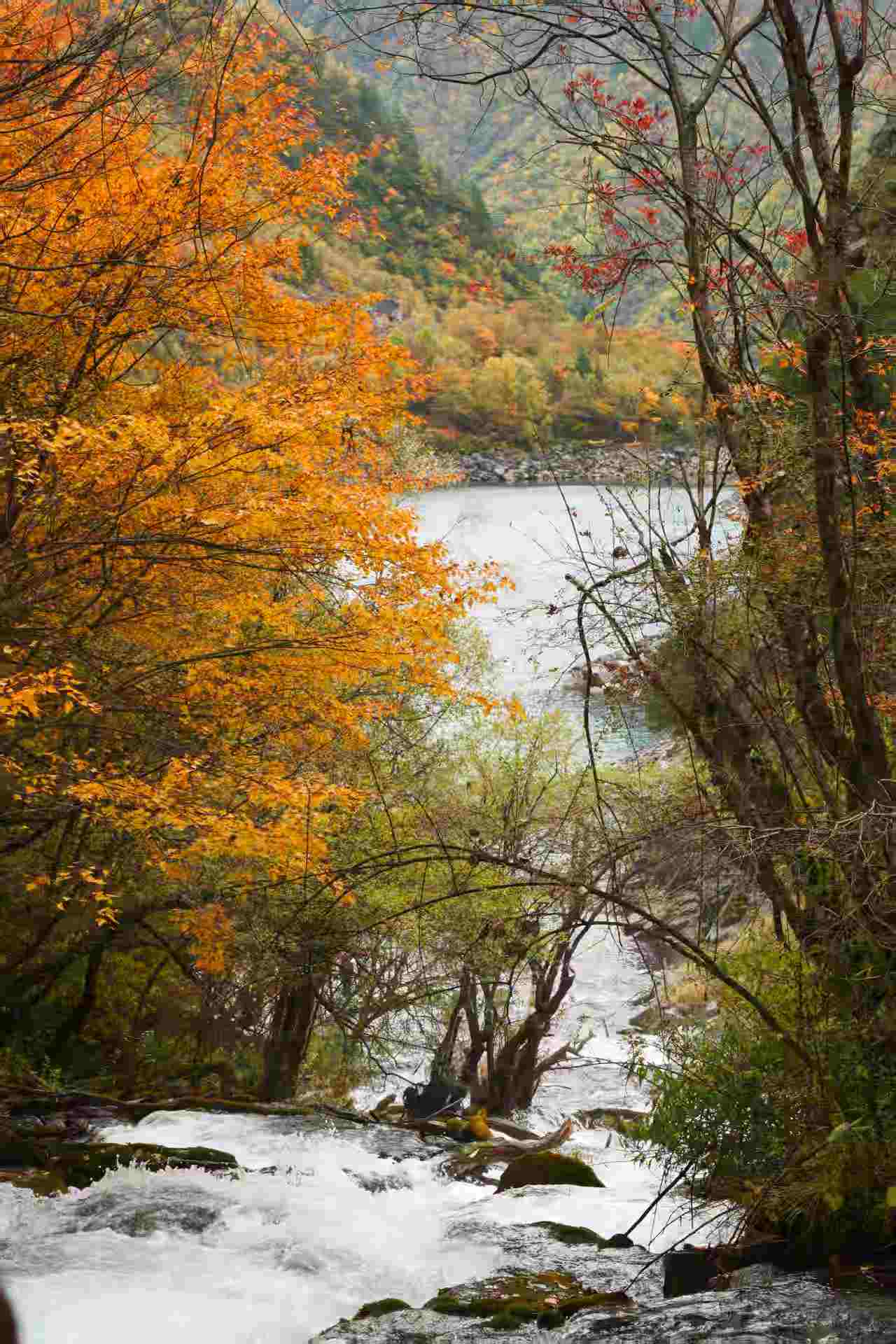 1762137527620449.jpg bb3f5c6ec12e5abf1c03aa0dac298de.jpg