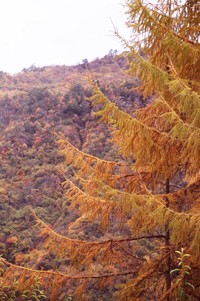 1762419323961141.jpg c098e1c227044d7017ff6645fb19e8d.jpg