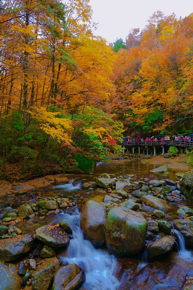 1762479347859861.jpg ce74cec15ff3f235c8d6ca65702dc32.jpg